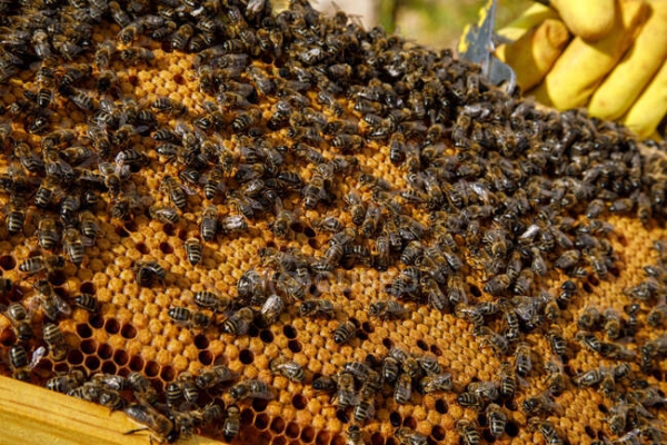 Vereadores solicitam à Prefeitura dados sobre a criação de abelhas sem ferrão em Parauapebas